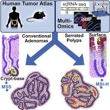 diffeial pre malignant programs and