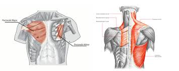 Posterior shoulder muscles diagram part… Self Care Resources For People Who Chest Bind Gabriel Joffe