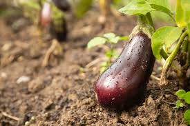 Growing Eggplant Kellogg Garden