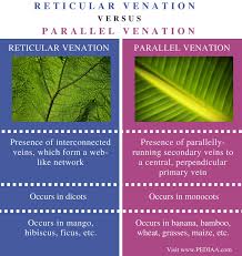 Difference Between Reticulate And Parallel Venation Pediaa Com