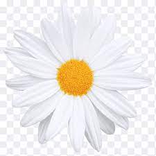 Daisy Icon Png Images Pngegg