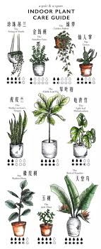 Indoor Plant Care Guide In 2019 Plants House Plants Garden