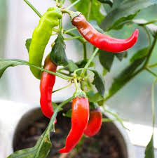 You can still grow chillies if you get decent summers. 5 Best Herbs And Spices To Grow Indoors