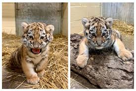 adorable amur tiger cubs breaking