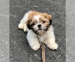 Shih tzu puppies for sale in massachusettsselect a breed. Puppyfinder Com View Ad Photo 7 Of Listing Shih Tzu Puppy For Sale Adn 148705 Massachusetts Chelmsford Usa