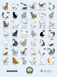 Breeds Of Different Animals On Amazing Charts Cats Cat