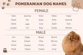 300 pomeranian dog names for male and