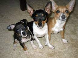 rat terrier dog breed information and