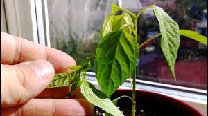 In order to get a decent harvest the plants will need to be started off either indoors or. Topping Chili Plants Growing Hot Chili Peppers Indoor Youtube