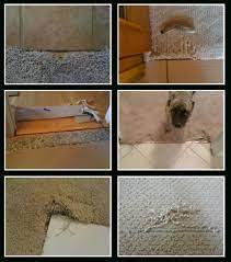 dog carpet damage repair fix my