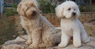 Goldendoodle Association Of North America All About