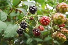 Are all blackberries edible?