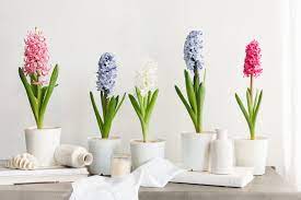 hyacinth care guide before and after