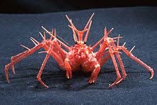 King Crab Wikipedia