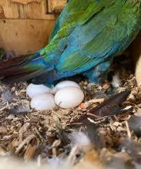 fertile eggs worldwide exotic parrots