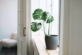How To Make Monstera Grow Faster 5