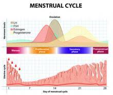 Classic Clinical Findings Of Menstrual Cycle Abnormalities