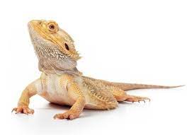 best reptiles and hibians for kids