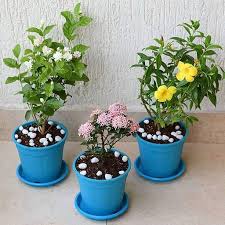 Check spelling or type a new query. Buy 6000 Plants Seeds Pots Online At Nursery Live At Lowest Prices Nurserylive