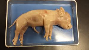 External Anatomy Pig Lab
