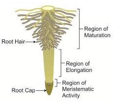 sketch and label structure of root hair