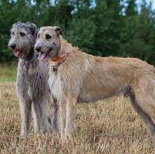 We hope you enjoy finding out. Irish Wolfhound Puppies For Sale Adoptapet Com
