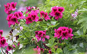 Как да получим красиви цветя в дома и градината с минимални употреба на вода. 12 Izdrzhlivi Cvetya Za Gradinata Trudni Za Ubivane Gradina Bg