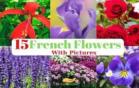15 Most Beautiful French Flowers That