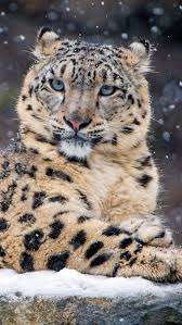 snow leopard hd phone wallpaper peakpx