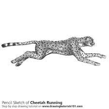 Next add the mouth, nose, eye and ears. Cheetah Running Pencil Drawing How To Sketch Cheetah Running Using Pencils Drawingtutorials101 Com