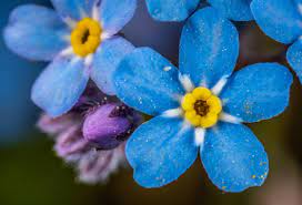 Free Images : flower, flowering plant, blue, Water forget me not, alpine forget me not, forget me not, petal, wildflower, borage family, close up, dayflower family, macro photography 4478x3052 - Egor Kamelev -