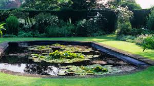 best water garden plants enhance your