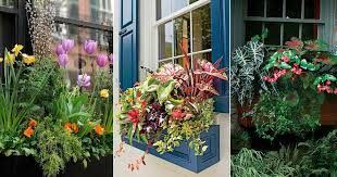 Beautiful Plants For Window Boxes