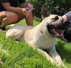 Any puppies that qualify as a german shepherd mix are a cross between a german shepherd and another dog breed. My Family Is Adopting This Beautiful Akita Cross German Shepherd She S 1 Year Old And They Think Someone Gave Her Up Because She Was No Longer A Puppy We Love Her Akita