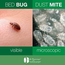 bed bugs vs dust mites de hygienique