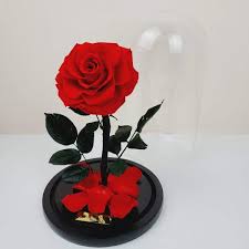 Dome Roses Beauty And The Beast Rose