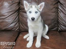 siberian husky puppy gray white id