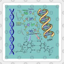 dna double helix chemical formula