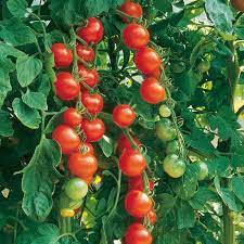 tomato gardeners delight