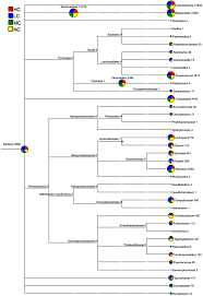 A Classification Tree Showing Bacterial Abundance By Megan