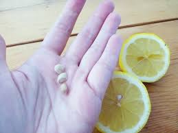 Image result for free lemon seed in pots stock photos