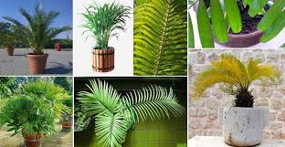 How To Grow Indoor Palm Trees As