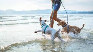 10 best dog friendly beaches in the us