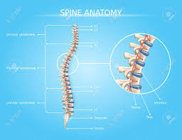Spine Anatomy Vector Medical Scheme With Vertebral Column Regions