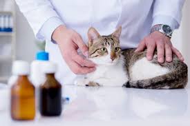 chronic kidney disease ckd in cats