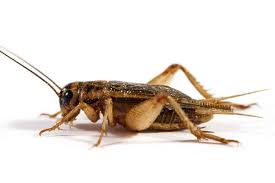 Get Rid Of Crickets 5 Effective Ways