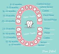 10 17 Baby Teeth Chart What Order Do They Come In Chart By