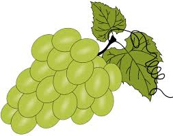 Bunch of grapes coloring pages. Free Printable Grapes Pdf Coloring Page
