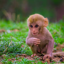 cute baby monkey ultra hd desktop