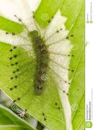 Caterpillar Of The Common Gaudy Baron Butterfly Stock Photo